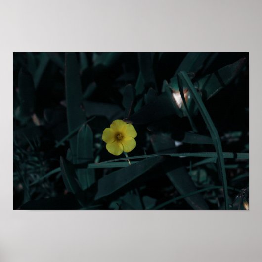 Zuid-Afrika Groene Gele Inheemse Bloemen Poster (Voorkant)