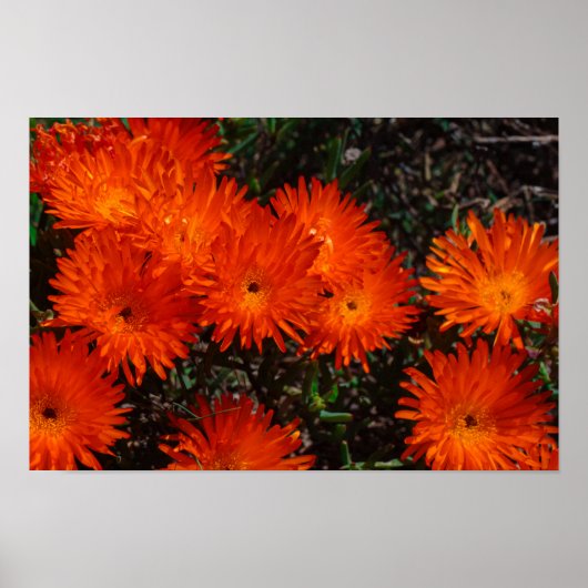Zuid-Afrika Groene Oranje Succulente Bloemen Poster (Voorkant)