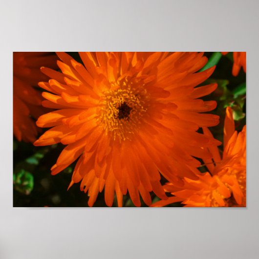 Zuid-Afrika Groene Oranje Succulente Bloemen Poster (Voorkant)