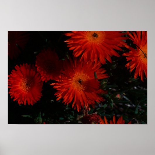 Zuid-Afrika Groene Oranje Succulente Bloemen Poster (Voorkant)