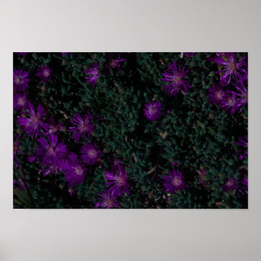 Zuid-Afrika Groene Paarse Succulente Bloemen Poster (Voorkant)