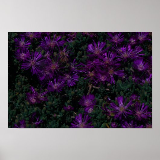 Zuid-Afrika Groene Paarse Succulente Bloemen Poster (Voorkant)