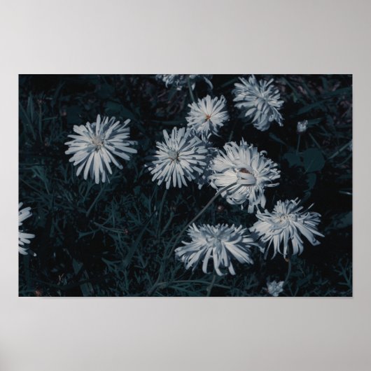 Zuid-Afrika Groene Witte Inheemse Bloemen Poster (Voorkant)