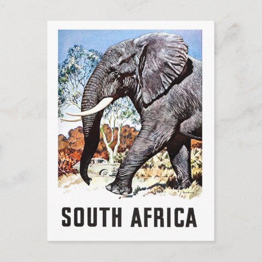 Zuid-Afrika, grote olifant, oud briefkaart (Voorkant)