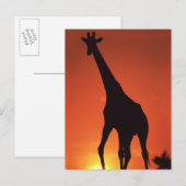 Zuid-Afrika, Kruger NP. Giraffe (Giraffa Briefkaart (Voorkant / Achterkant)