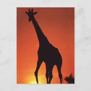 Zuid-Afrika, Kruger NP. Giraffe (Giraffa Briefkaart