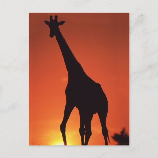 Zuid-Afrika, Kruger NP. Giraffe (Giraffa Briefkaart (Voorkant)
