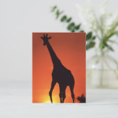 Zuid-Afrika, Kruger NP. Giraffe (Giraffa Briefkaart (Staand voorkant)