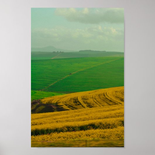 Zuid-Afrika landschap Canola Fields Poster (Voorkant)