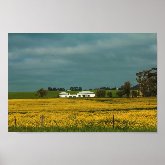 Zuid-Afrika Landschap Canola Fields Poster (Voorkant)
