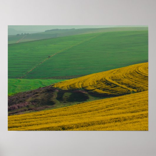 Zuid-Afrika Landschap Canola Fields Poster (Voorkant)