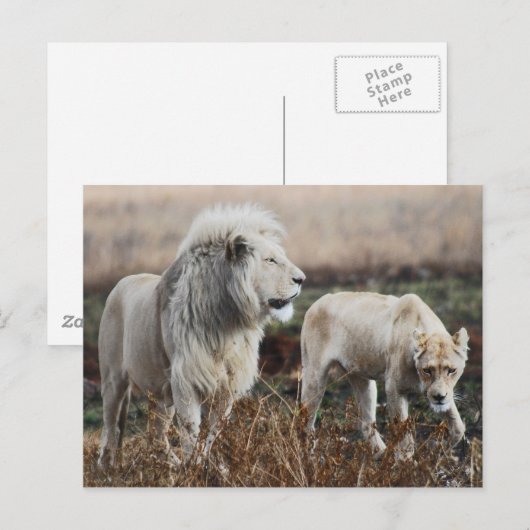 Zuid-Afrika Lion als koning Briefkaart (Voorkant / Achterkant)