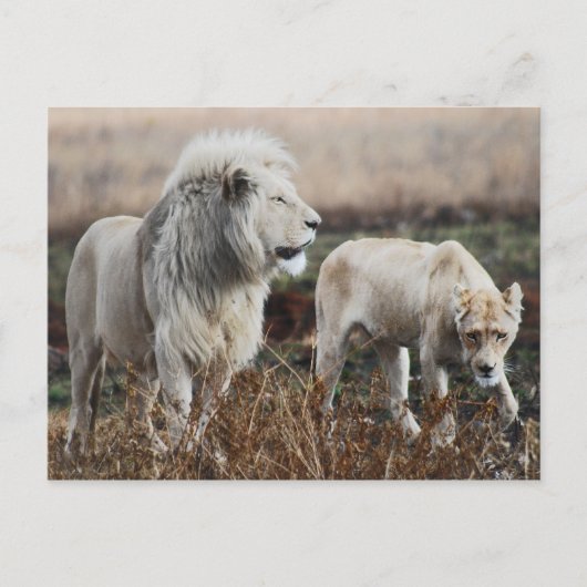 Zuid-Afrika Lion als koning Briefkaart (Voorkant)