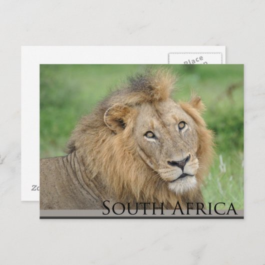 Zuid-Afrika - mannelijke leeuw Briefkaart (Voorkant / Achterkant)