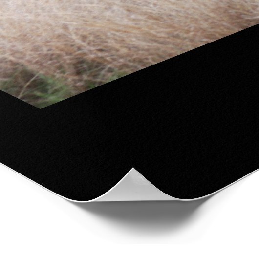 Zuid-Afrika Olifanten Poster (Hoek)