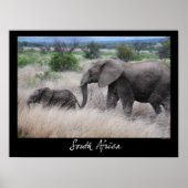 Zuid-Afrika Olifanten Poster (Voorkant)