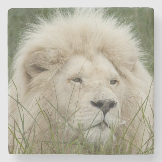 Zuid-Afrika, Oost-Londen, Inkwenkwezi Private Stenen Onderzetter (Voorkant)