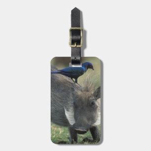 Zuid-Afrika, Pilanesburg GR, Warthog Bagagelabel