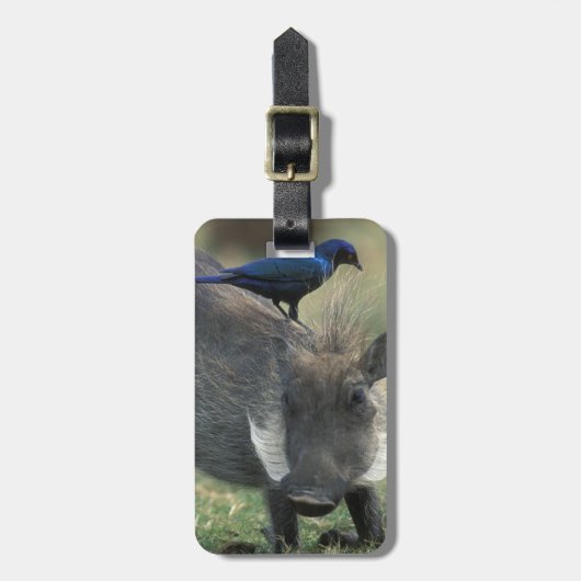 Zuid-Afrika, Pilanesburg GR, Warthog Bagagelabel (Voorkant verticaal)