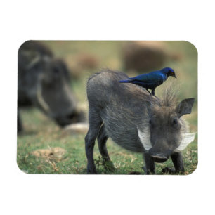 Zuid-Afrika, Pilanesburg GR, Warthog Magneet