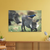 Zuid-Afrika, Pilanesburg GR, Wratzwijn Canvas Afdruk (Insitu (Woonkamer))