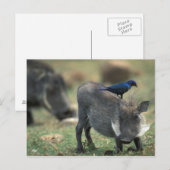 Zuid-Afrika, Pilanesburg, Warthog Briefkaart (Voorkant / Achterkant)