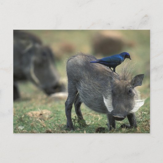 Zuid-Afrika, Pilanesburg, Warthog Briefkaart (Voorkant)