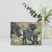 Zuid-Afrika, Pilanesburg, Warthog Briefkaart (Staand voorkant)