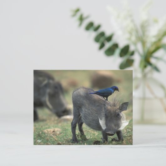 Zuid-Afrika, Pilanesburg, Warthog Briefkaart (Staand voorkant)