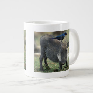 Zuid-Afrika, Pilanesburg, Warthog Grote Koffiekop