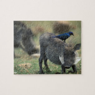 Zuid-Afrika, Pilanesburg, Warthog Legpuzzel