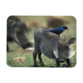 Zuid-Afrika, Pilanesburg, Warthog Magneet (Horizontaal)