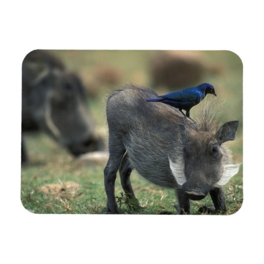 Zuid-Afrika, Pilanesburg, Warthog Magneet (Horizontaal)