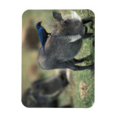 Zuid-Afrika, Pilanesburg, Warthog Magneet (Verticaal)