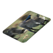 Zuid-Afrika, Pilanesburg, Warthog Magneet (Linkerzijde)