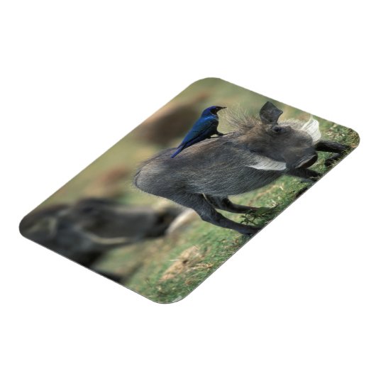 Zuid-Afrika, Pilanesburg, Warthog Magneet (Linkerzijde)