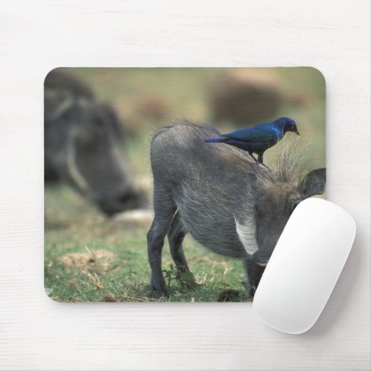 Zuid-Afrika, Pilanesburg, Warthog Muismat (Met muis)