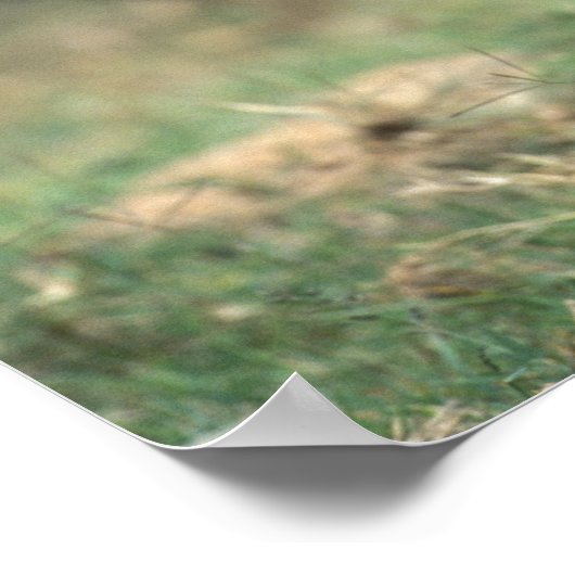 Zuid-Afrika, Pilanesburg, Warthog Poster (Hoek)