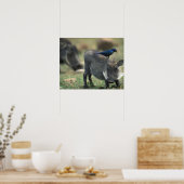 Zuid-Afrika, Pilanesburg, Warthog Poster (Keuken)