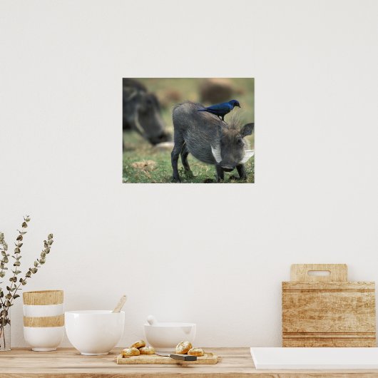 Zuid-Afrika, Pilanesburg, Warthog Poster (Keuken)
