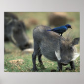 Zuid-Afrika, Pilanesburg, Warthog Poster (Voorkant)