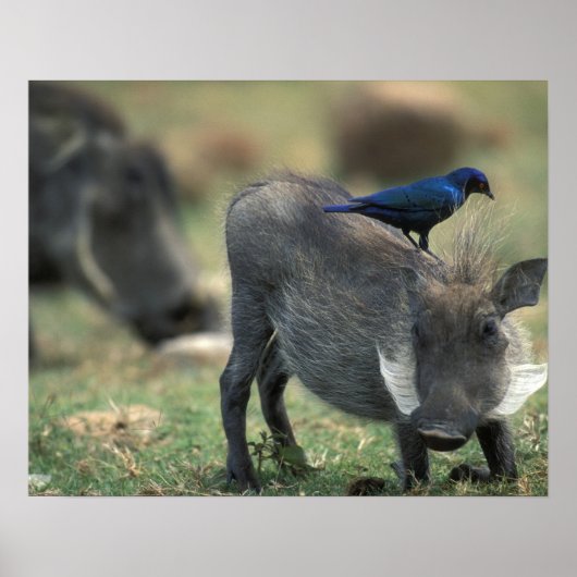 Zuid-Afrika, Pilanesburg, Warthog Poster (Voorkant)