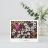 Zuid-Afrika Velddrif West Coast Wild Flowers Briefkaart (Staand voorkant)