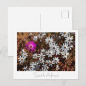 Zuid-Afrika Velddrif West Coast Wild Flowers Briefkaart (Voorkant / Achterkant)