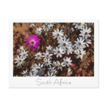Zuid-Afrika Velddrif West Coast Wild Flowers