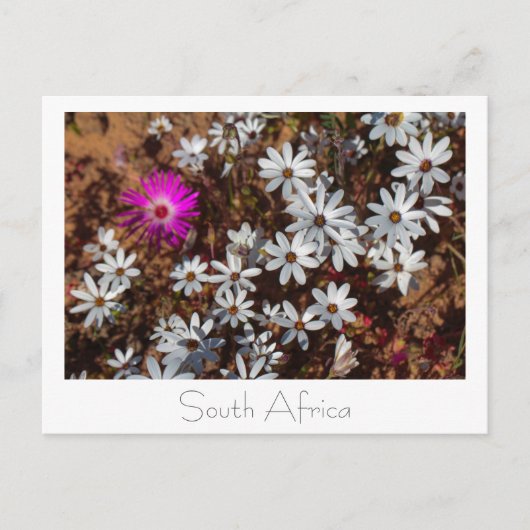 Zuid-Afrika Velddrif West Coast Wild Flowers Briefkaart (Voorkant)
