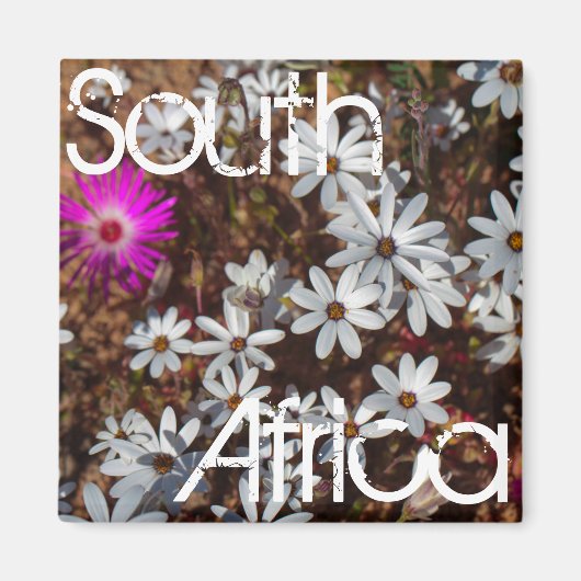 Zuid-Afrika Velddrif West Coast Wild Flowers Magneet (Voorkant)