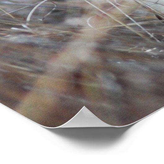 Zuid-Afrika White Lion rust Poster (Hoek)