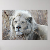 Zuid-Afrika White Lion rust Poster (Voorkant)