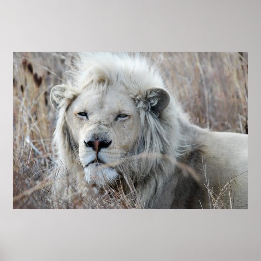Zuid-Afrika White Lion rust Poster (Voorkant)